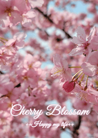 Cherry Blossom love