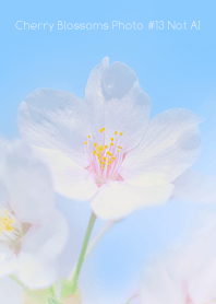 Cherry Blossoms Photo #13-11 NotAI
