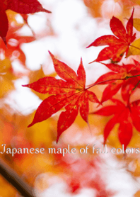 Japanese maple of fall colors ver.2