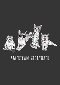 american shorthair1 - carbon