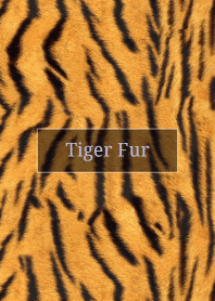 Tiger Fur 27