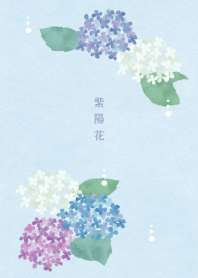 【開運】紫陽花