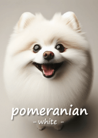 pomeranian [white]