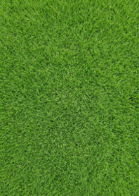 Vivid Green Lawn: Simple & Natural