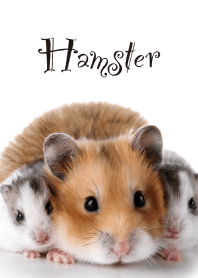 "Hamster vol.1" theme