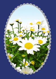 White margaret 1