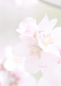 アーモンドのきせかえ