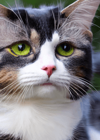 Cats run wild #CXII21.