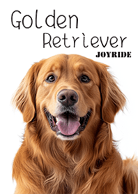 Golden Retriever1