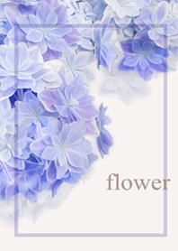 Fresh hydrangea flowers10