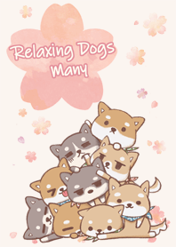 柴犬 很多放鬆的狗狗 櫻花1