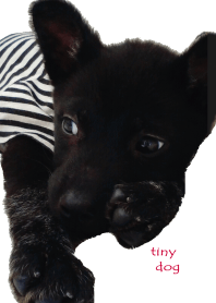小さな黒犬わんこの写真きせかえ