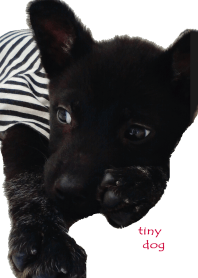 Tiny black dog photo theme