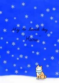 Shiba Inu "Haru" Winter taste