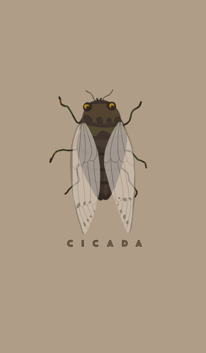 Summer Cicada