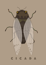 Summer Cicada