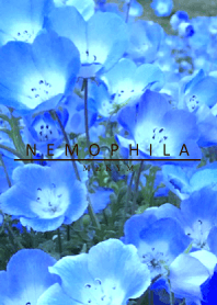 NEMOPHILA-Flower 18