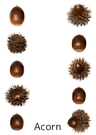 A lot of acorn