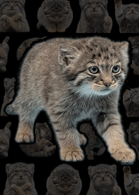 曼努貓寶寶真人版 深色模式