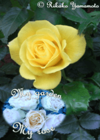 My garden, My rose_Gold Bunny