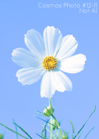 Cosmos Photo#12-11 Not AI