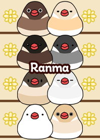 Ranma Round and cute Java sparrow