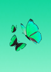 Challenger Butterflies