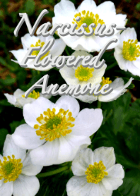 Tema Anemone Bunga Narcissus (putih)