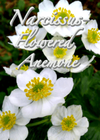 Narcissus-flowered Anemone Theme (white)