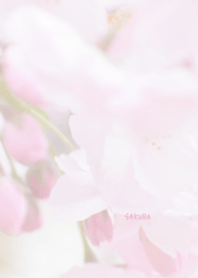 Japanese SAKURA Theme 17