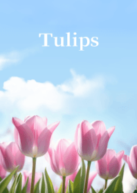 The weather is sunny today - tulips