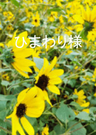 ひまわり様