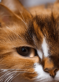 Nyanko Great Runaway#machaz08.