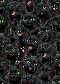 น่ารัก! แมวดำ