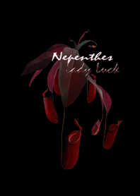 ウツボカズラ・Nepenthes Lady Luck