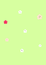 梅の花 うめ