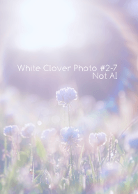 White Clover Photo#2-7Not AI