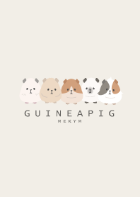 GUINEA PIG-MEKYM 10