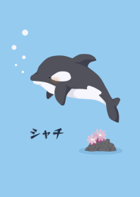 シャチ・シンプル