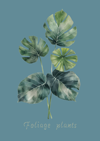 Elegant foliage plant(Green Lake)