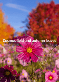 Cosmos field and autumn leaves