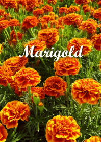"Marigold vol.1" theme
