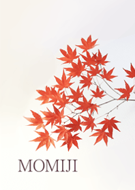 Maple leaves in autumn11.