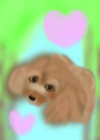 lovely toy poodle2
