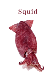 Flesh Baby squid 13