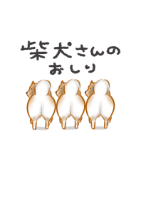 柴犬のおしり