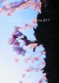 Real cherry blossom#7-7