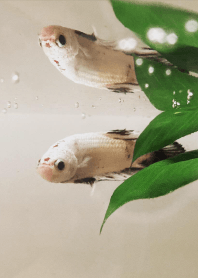 Living with betta-Sen02