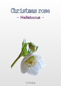 Christmasrose <Helleborus> White
