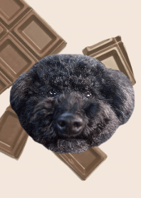 Black toypoodle is very cute!2